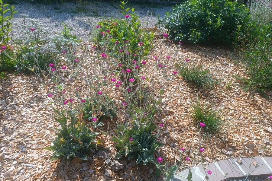 Projet Le chalet apaisant - Conception et Réalisation réalisé par un paysagiste Archidvisor